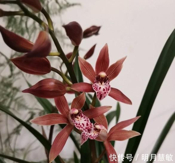 养分|养兰高手养兰花，都有“专用肥”，易吸收养分足，一般人都不知道