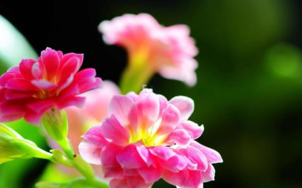 昆虫|长寿花不会养还生病?记住几种病的解决方法,新手也能操作