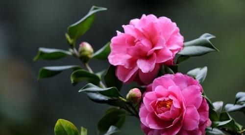  开出漂亮|冬天养3种耐冻花，0℃还在开花，过年红火、喜庆