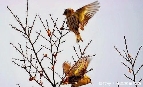 人说曹植|曹植的诗风为什么会出现前期激昂，而后期悲壮