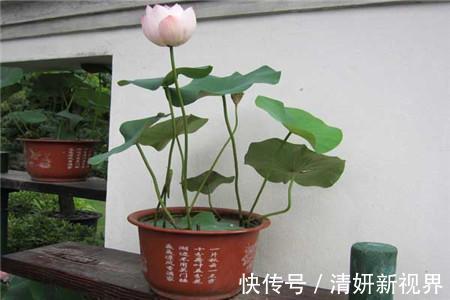 夏天|到了夏天,5种花喜水,越浇越旺,轻松长满盆,第2种开花漂亮