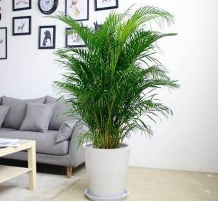 客厅摆上3种“大盆栽”,品味高上档次,关键还“养人”