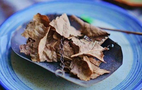 泡茶|入秋了，桑叶泡茶缓解秋燥，用新鲜桑叶好，还是用晒干的桑叶好？