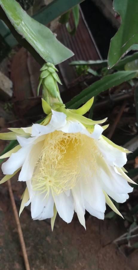 农村常见的花,摘下来还能做菜吃,味道比鸡肉还鲜美