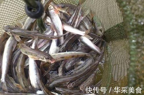 鱼种|长江中渐渐消失的鱼种,浑身棍子肉,俗称“船丁子”