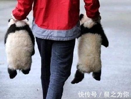 |搞笑GIF:不愧是兄弟两个,连摔跤都是这么同步,好可爱!