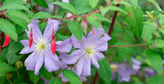 夏季|需要“富养”的花,天热也要施肥,不然越养越差劲