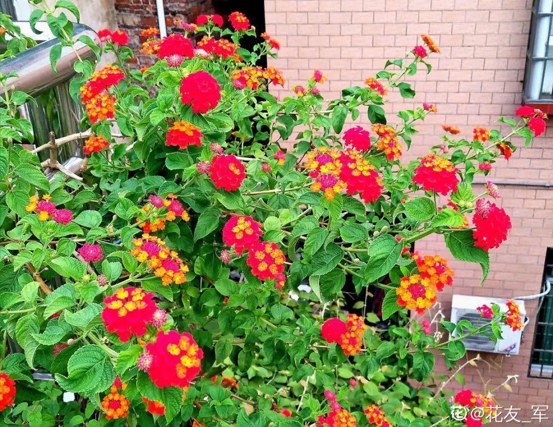 蓝目菊|蓝雪花妥妥的开花机器，花量大、花期长，让人不得不爱