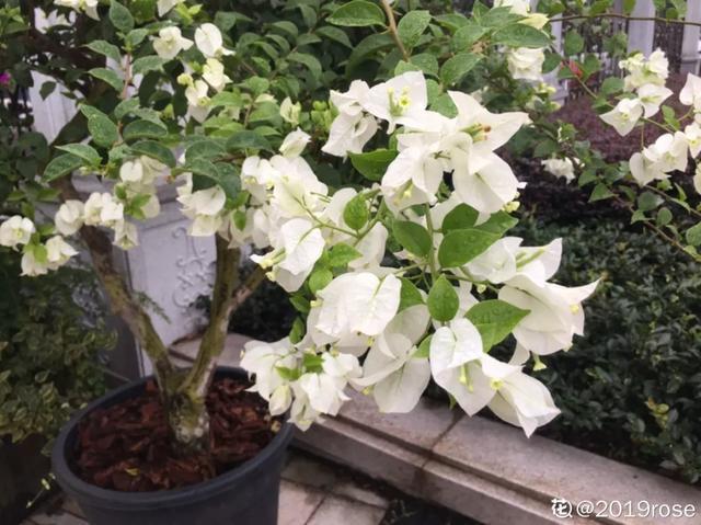 扦插|三角梅的养护大全摘光叶子，少浇水，使劲晒，开花爆满盆