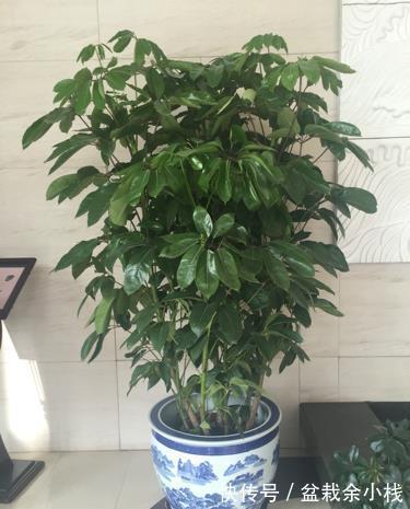 吉利|今年流行的7种“观赏花”,家里养一盆,大气又吉利