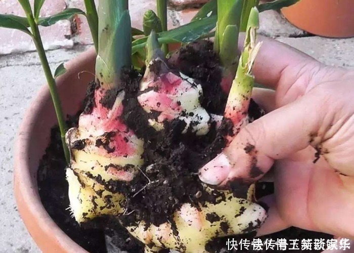 家中的油桶别扔了,里面丢一块姜,浇点水给点肥,一年收获一大盆