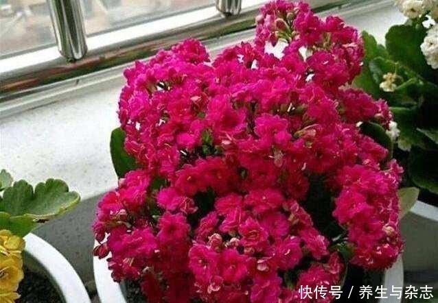 面包|养花土“硬邦邦”别担心,学会这“4招”,土壤松软像“面包”!