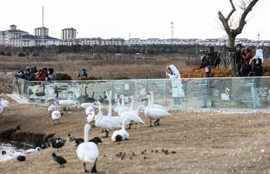 民宿|来荣成过冬的大天鹅已超过万只，有水面的地方就能看到大天鹅