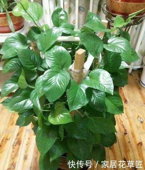 爱之蔓|如果你是一个养花小白,就选3个品种,好看又便宜,死了不可惜