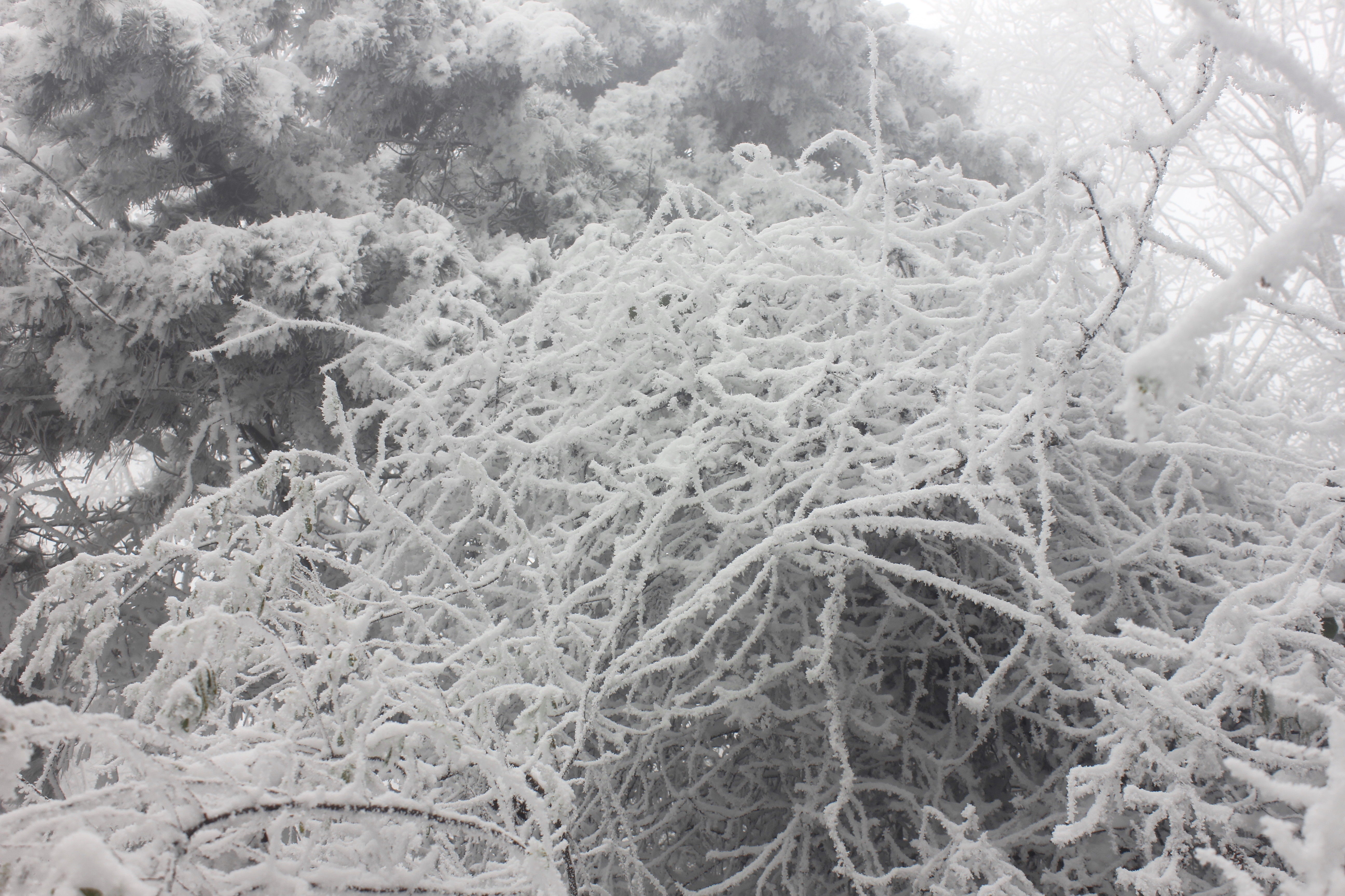 征集|【年末福利征集】雪后南五台幸遇云海