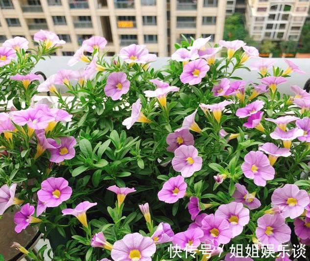 给盆栽花草浇水用它们,一分钱都不花,肥效比专业的强