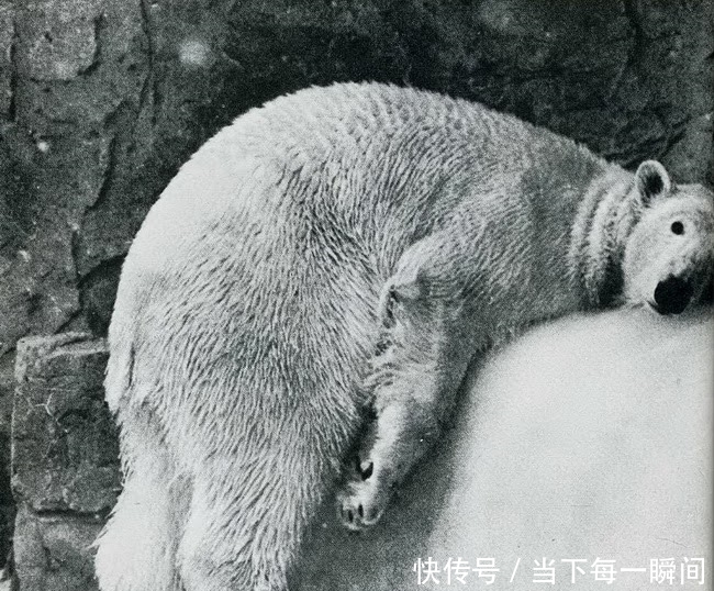 忍俊不禁|18张让人忍俊不禁的老照片