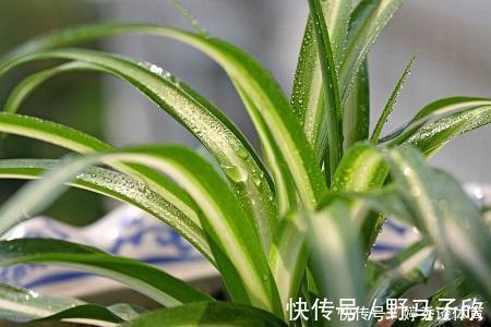 空气植物|世界上那些能净化空气植物,清新空气一把好手,家里办公室都能养