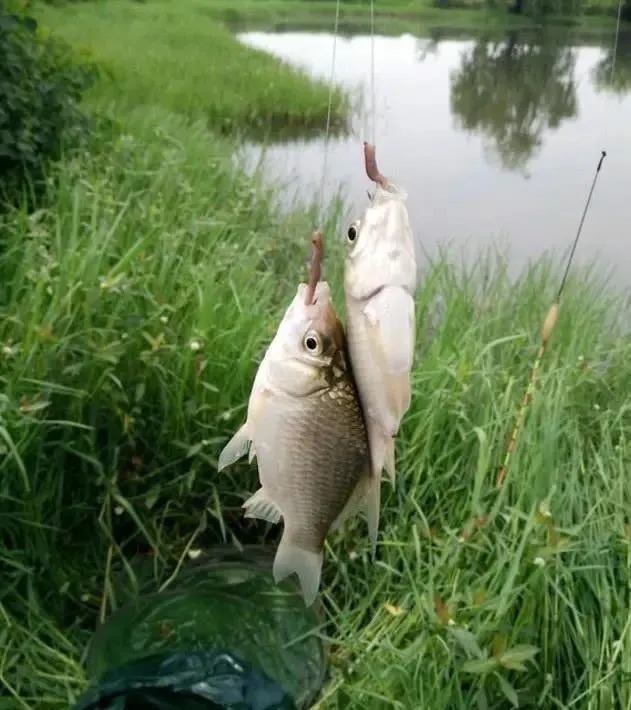 钓友|用蚯蚓作钓时,露钩尖好还是不露钩尖好?垂钓大师一语道破!