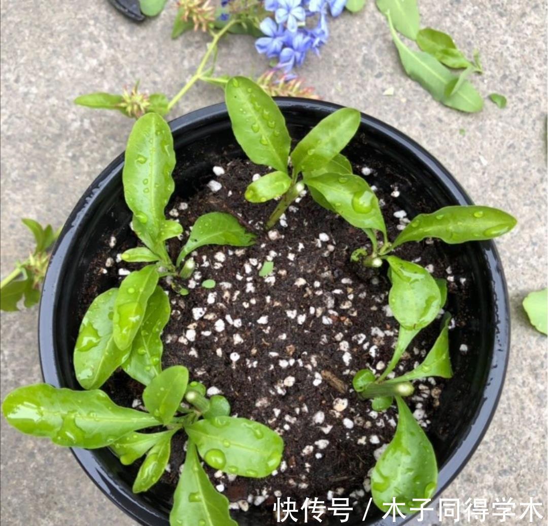 生根|立秋后，建议扦插6种花，温度适宜“利于”生根，成活率高