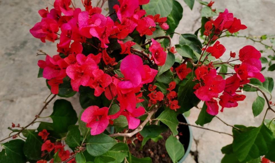 三角梅|30岁大叔劝侄女多养些三角梅,再懒都能养好,一年四季都能赏花