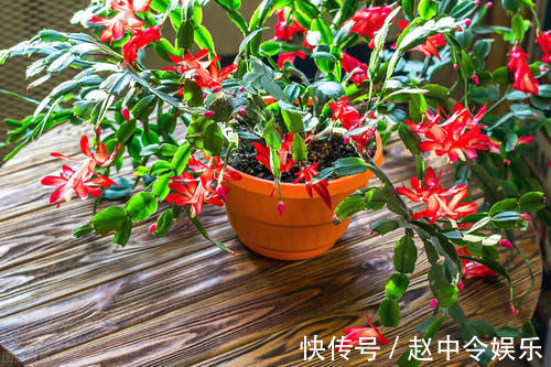 牛舌掌|嫁接蟹爪兰，选对砧木，10天愈合，15天成活，翌年开花爆盆