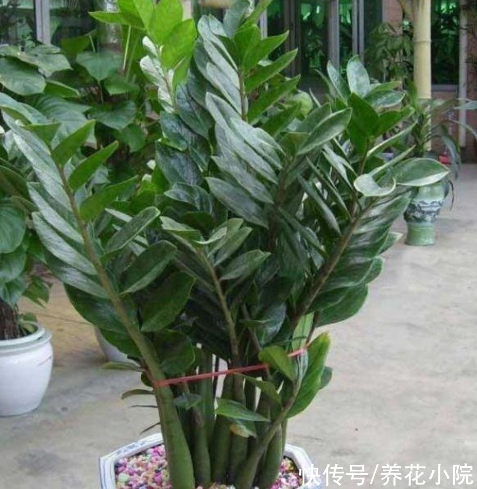 旺财|5种“旺财植物”，养在家里漂亮美观，寓意又好