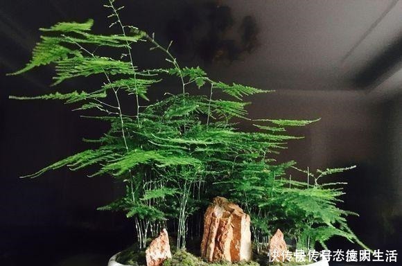 笋芽|文竹“别乱放”,养家里这“3个地方”,叶子翠绿,笋芽嗖嗖冒!