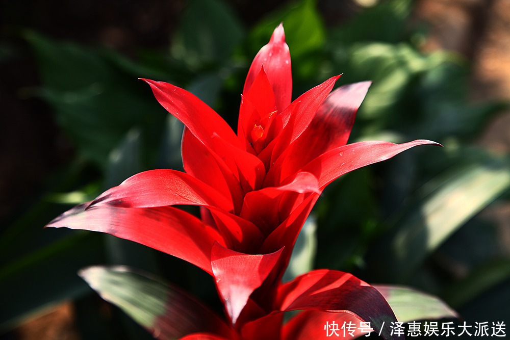 象征文|此花像是燃烧的火把一样,是无数人内心的火焰,永不放弃的象征