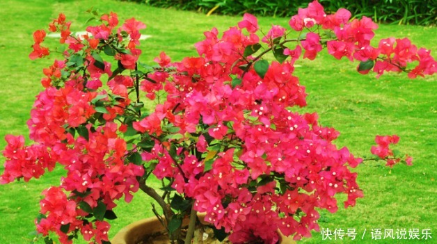 养出|养出开花多的花卉,要掌握“妙招”,花芽乱窜,次次花开“爆盆”