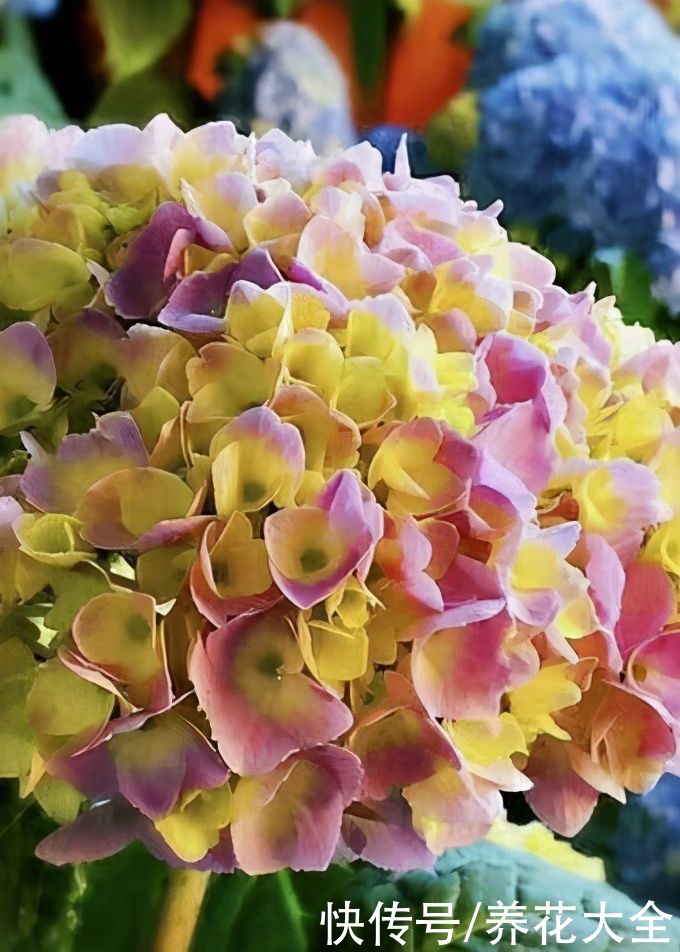 院子里的阴凉角落，可以种些耐阴花，长得更旺盛