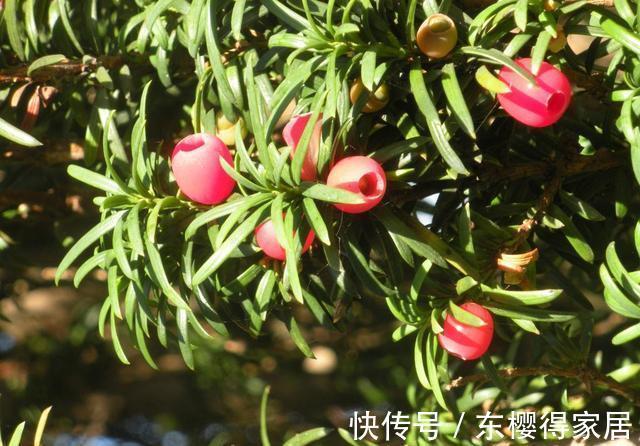 授粉|红豆杉只开花不结果，只要找准原因及时解决，满树结满红果果