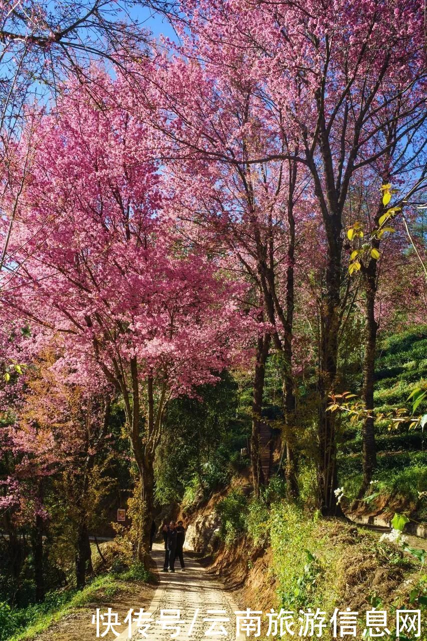 樱花|无量山2000亩的樱花开了，等你来