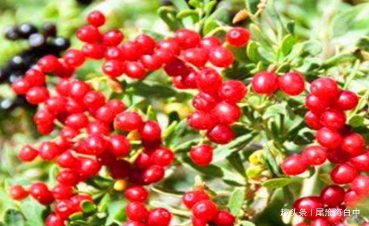 马茹子|女性要排毒，离不开4种食物，滋阴降火，能够养颜，滋养女性子宫