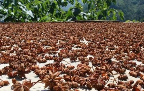 调味品|做饭时常用的调味料,毒性堪比“穿肠草”,专家教你如何分辨!