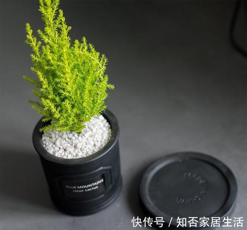 客厅|客厅养上几种花,大气上档次,好看又好养,值得拥有!