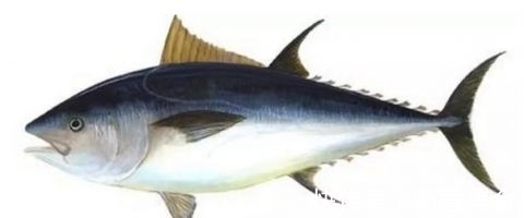 食肉鱼|宝宝吃鱼更聪明?这7种鱼,一口都不能给宝宝吃!