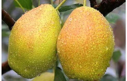 苦瓜|女性到了中年,坚持吃的食物,刮油消脂,润肤养颜,好处多多