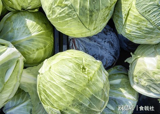 食物|让胃“温暖”　3样养胃食物要多吃