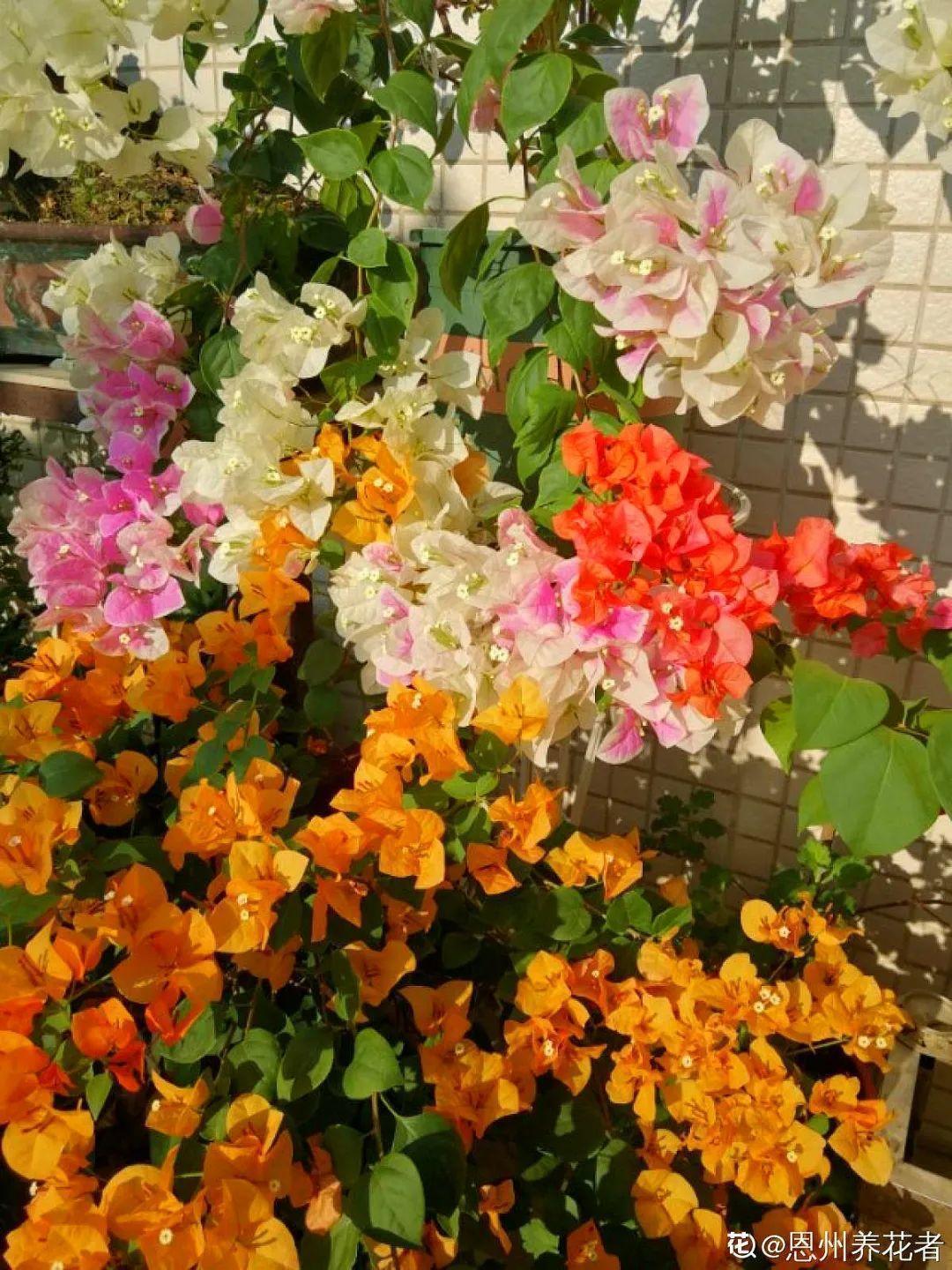 蓝目菊|蓝雪花妥妥的开花机器，花量大、花期长，让人不得不爱