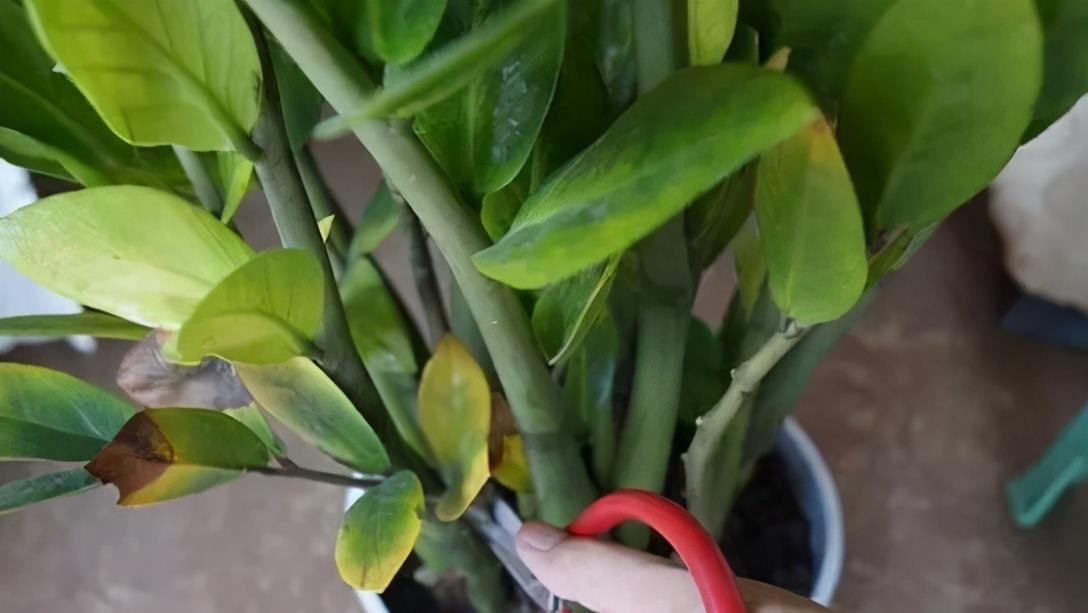 金钱树黄叶干瘪瘪?怎么办?3个表现,一一解决,满盆大新芽