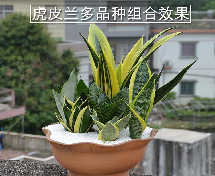 光照|5种“耐阴花”，养在北阳台上不见光，开花也很爆