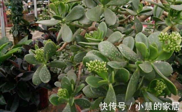 生长发育|养了多年的玉树为什么不开花？想要玉树开花，需要做好以下几点！