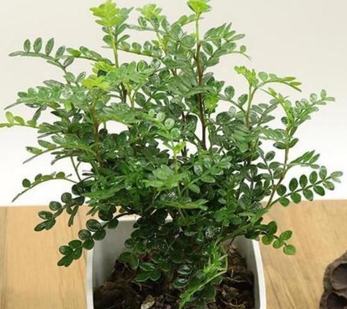 室内常摆放2种绿植,空气越来越好,让家人轻松拥有好睡眠