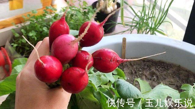 阳台种菜,种3种速生菜,30天就采摘,叶子肥嫩,硕果累累