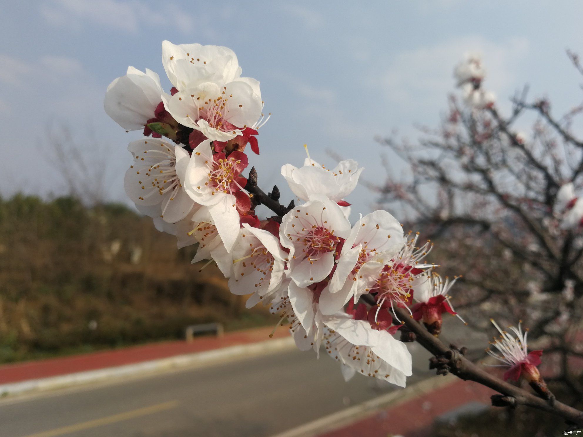 犹如|不负春光，乡村赏花