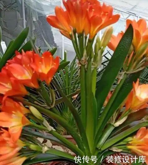 4种花适合在“冬天”扦插,不黑腐好成活,2月就能开满花