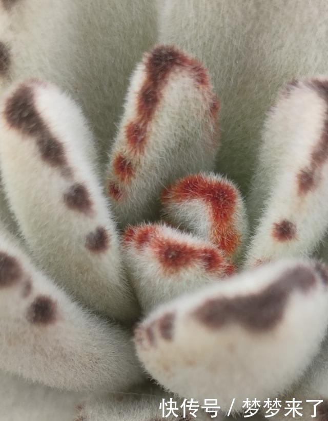 八年|一颗八年没换过盆的月兔耳