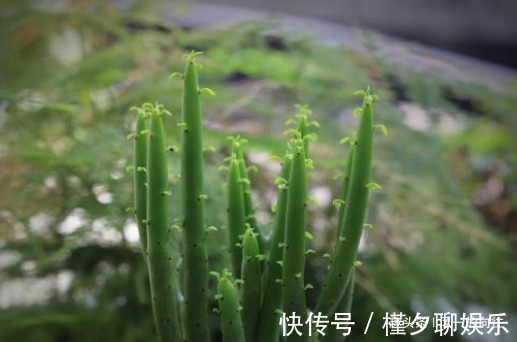 漂亮|养不好花不如养叶子,简单还好打理,叶子长起来比花还要漂亮