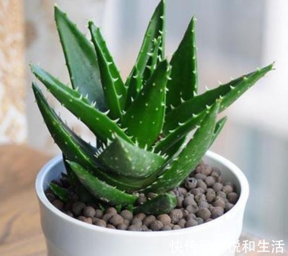 3种花养卧室，促进睡眠质量，植株漂亮上档次，一觉睡到自然醒！